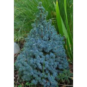 Picea glauca 'Sanders Blue' / Kanada kuusk 'Sanders Blue'